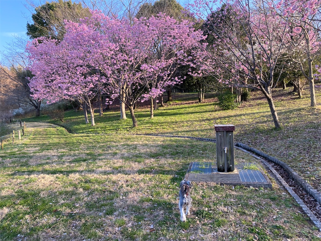 f:id:reiapapa:20230320134858j:image