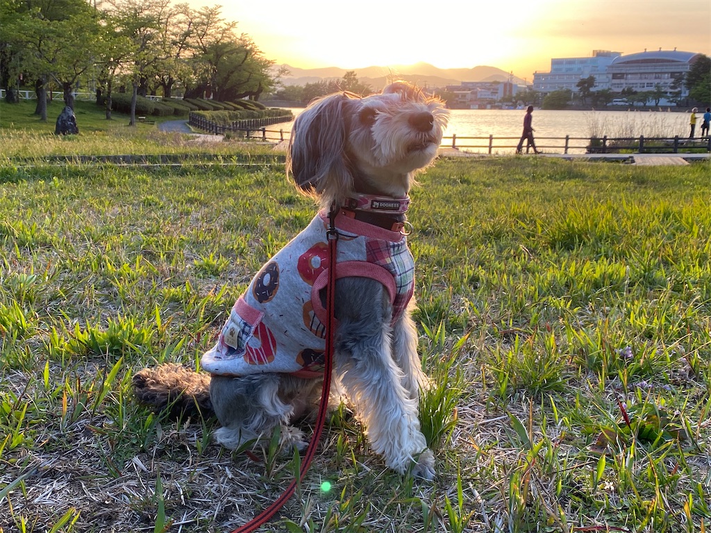 f:id:reiapapa:20230518211656j:image