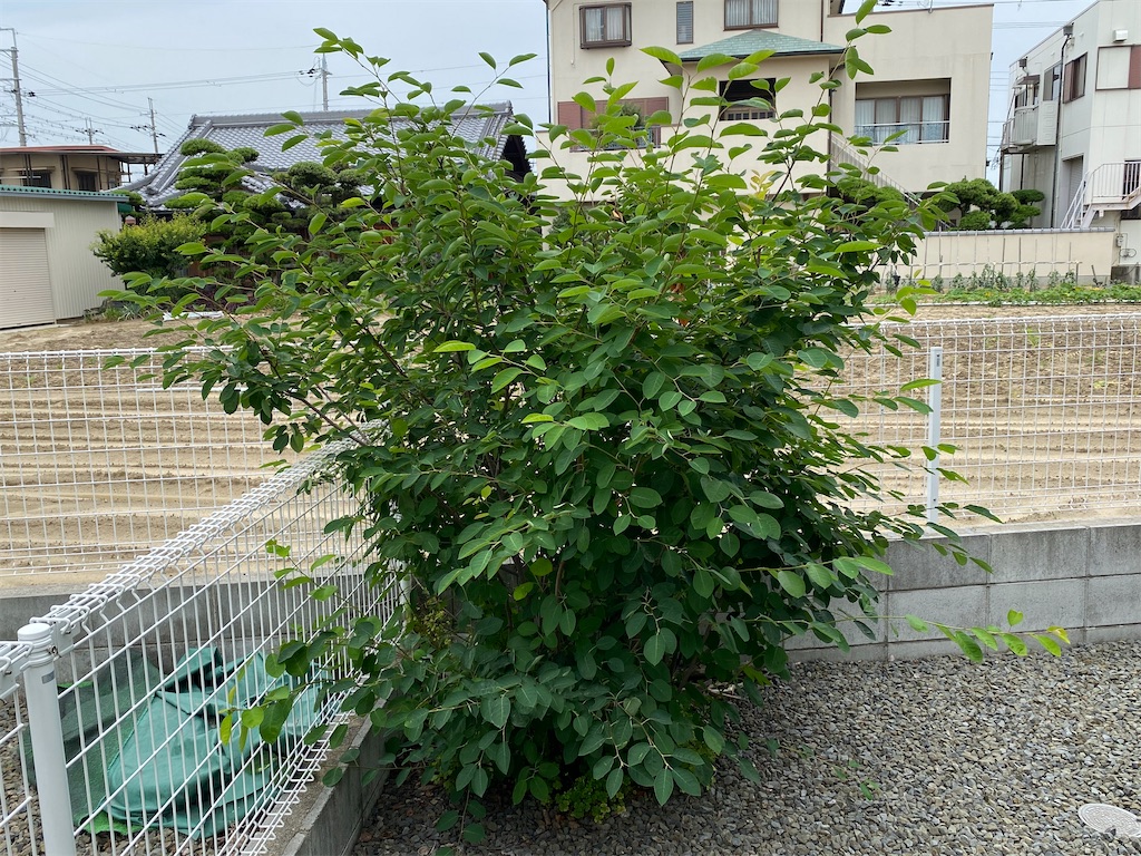 f:id:reiapapa:20230610214652j:image