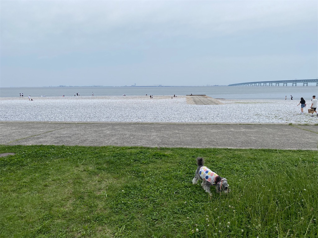 f:id:reiapapa:20230611065853j:image