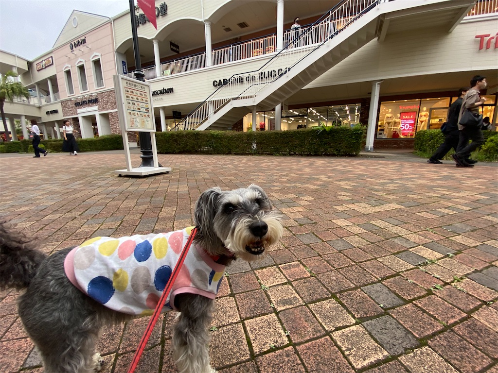 f:id:reiapapa:20230611071748j:image