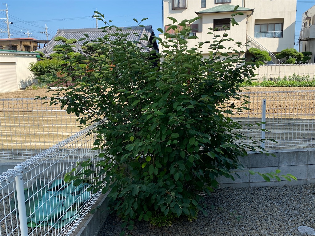 f:id:reiapapa:20230617134739j:image