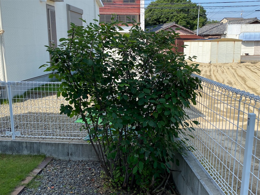 f:id:reiapapa:20230617135216j:image