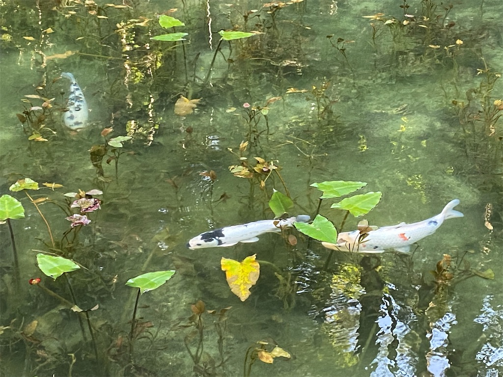 f:id:reiapapa:20230812194411j:image