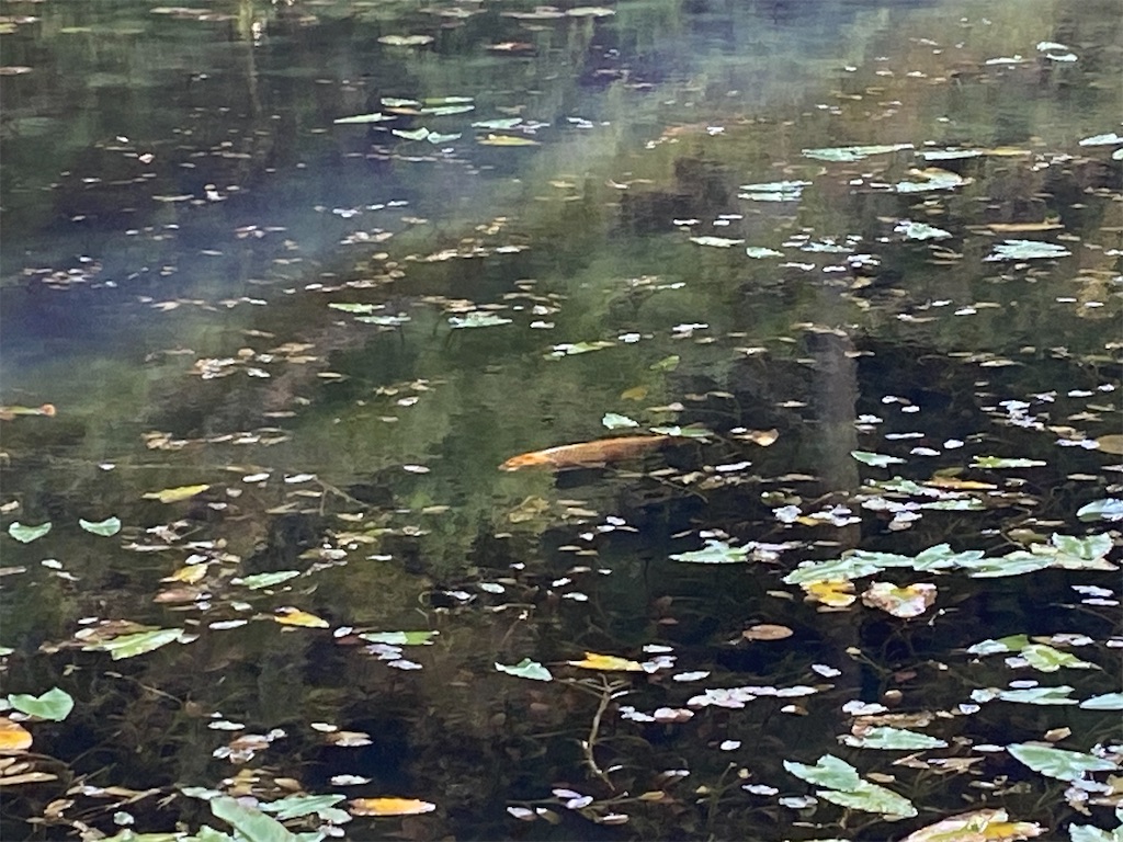 f:id:reiapapa:20230812194419j:image