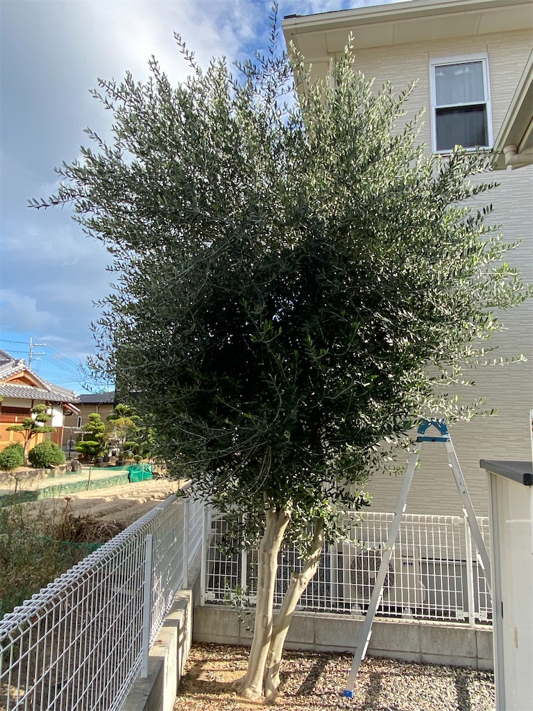 f:id:reiapapa:20231021191459j:image