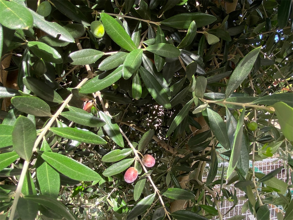 f:id:reiapapa:20231021192350j:image