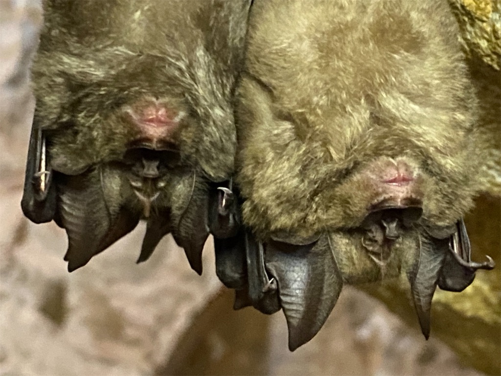 f:id:reiapapa:20240106203918j:image