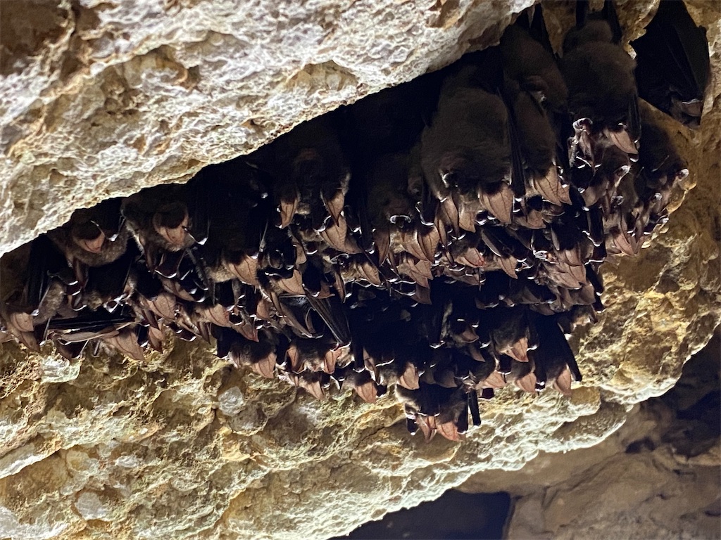 f:id:reiapapa:20240106203939j:image