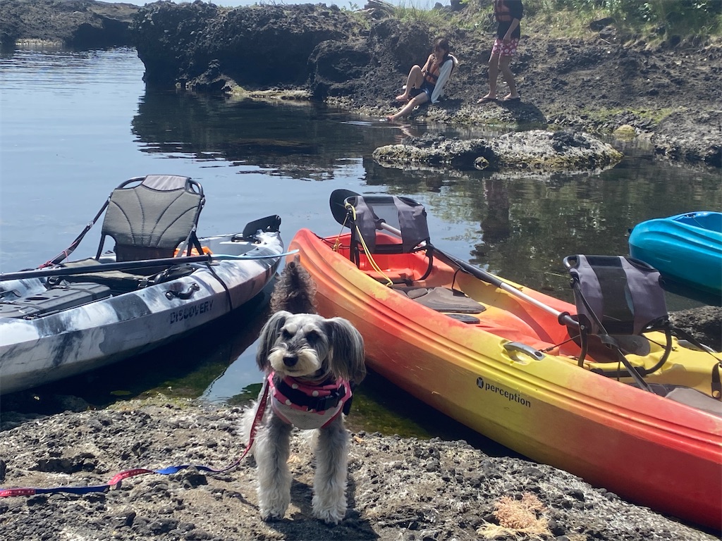 f:id:reiapapa:20240501180249j:image