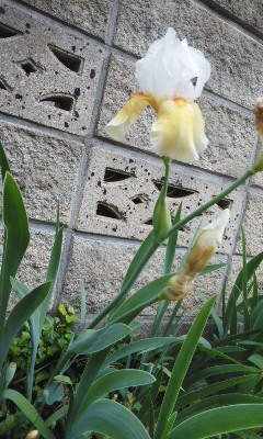 イメージ 2
