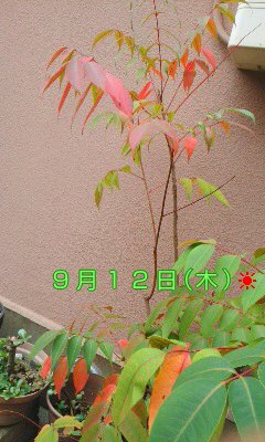 f:id:reiayaato:20190924112658j:plain