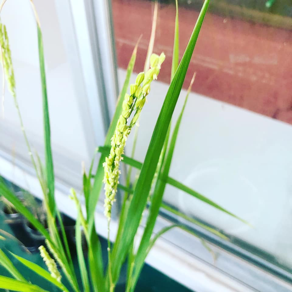 f:id:reicome:20191001140501p:plain