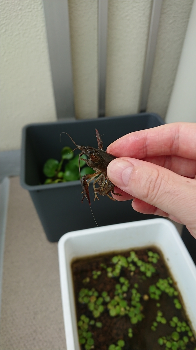 ザリガニさんこんにちは 4 ザリガニの飼育 ザリガニさんこんにちは 4 ザリガニの飼育