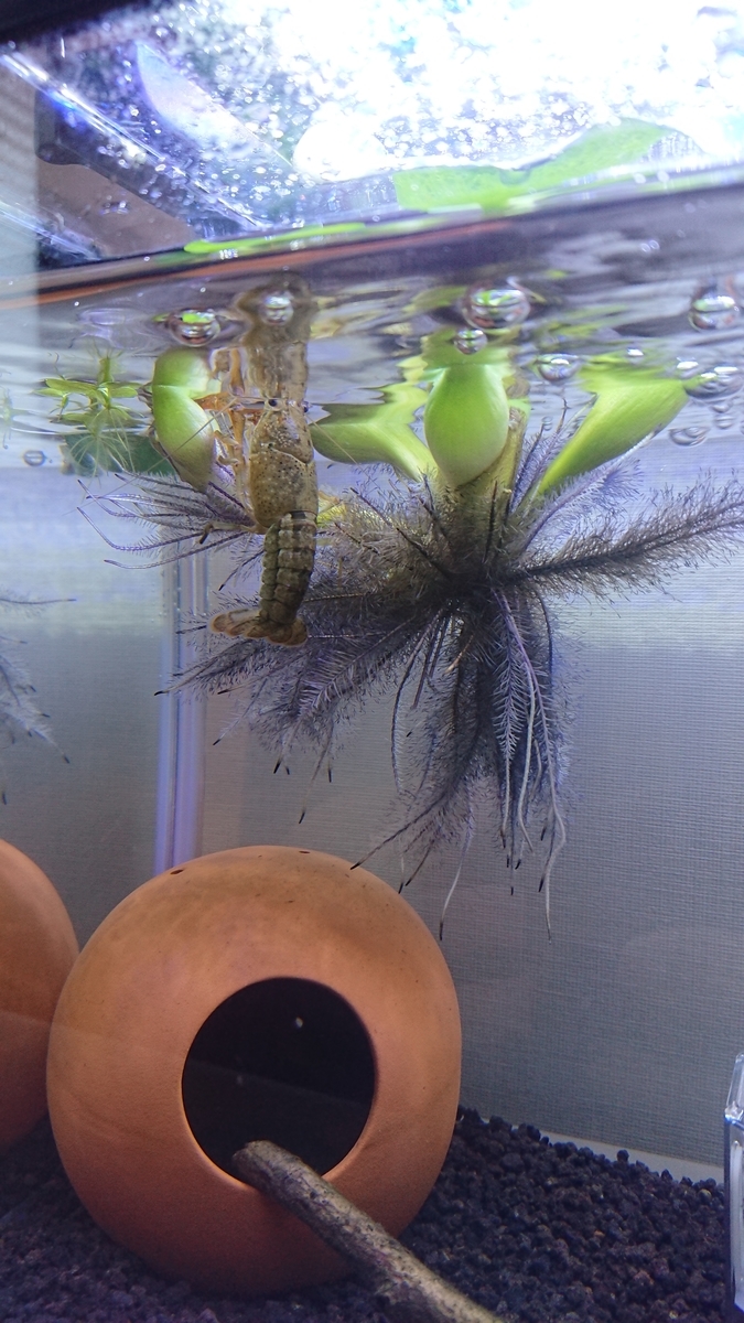 水槽がやってきた 6 ザリガニの飼育