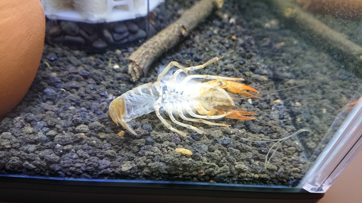 台風接近 12 ザリガニの飼育