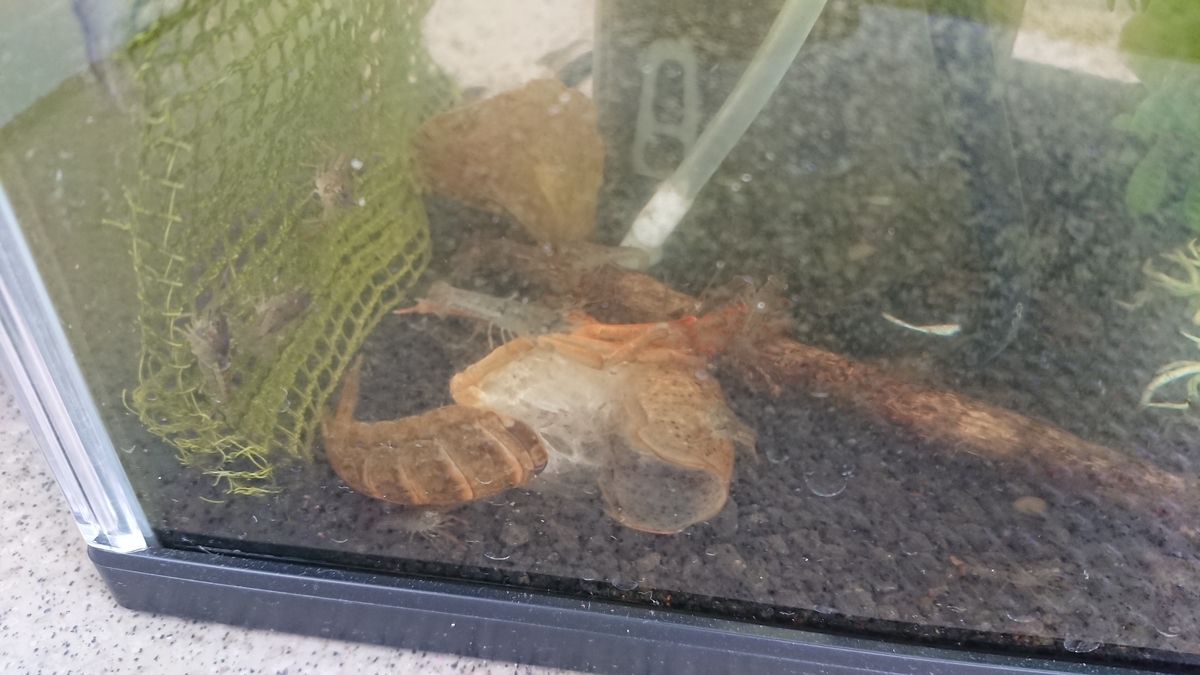 稚ザリ 順調に成長中 42 ザリガニの飼育