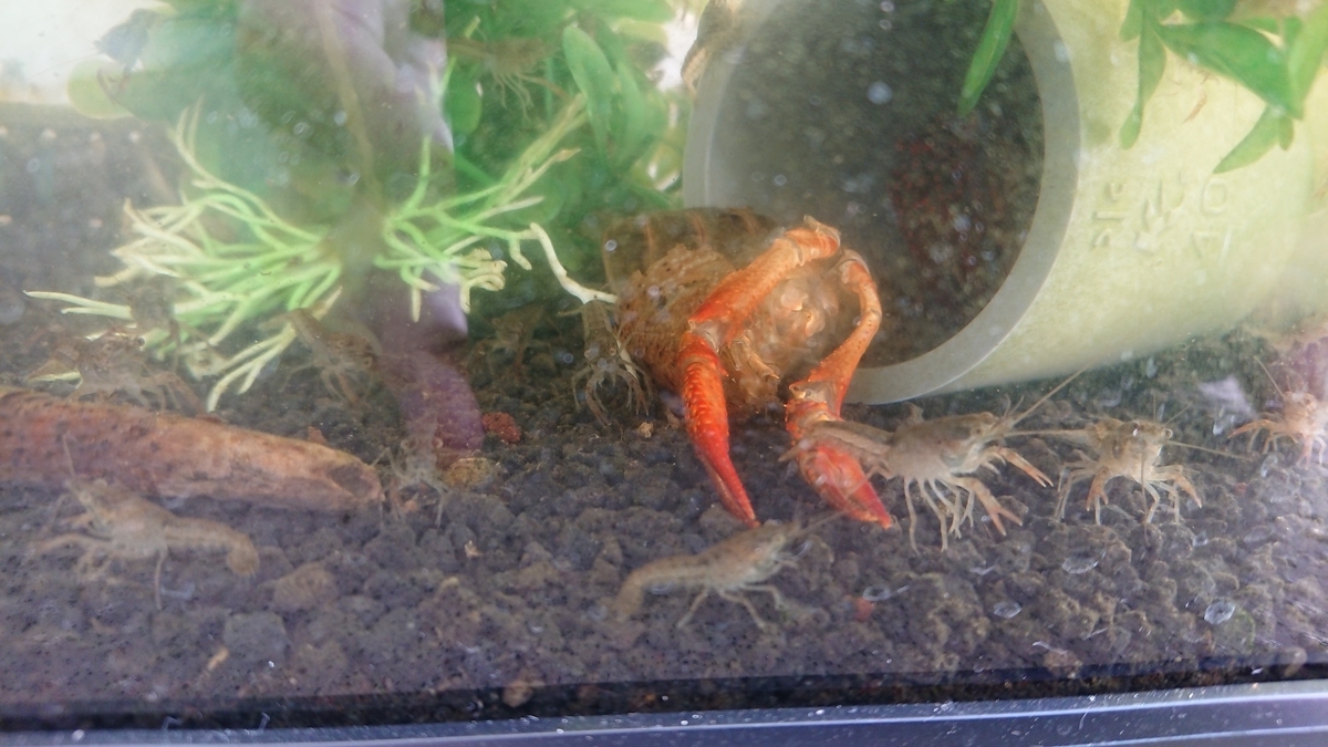 稚ザリ 順調に成長中 43 ザリガニの飼育