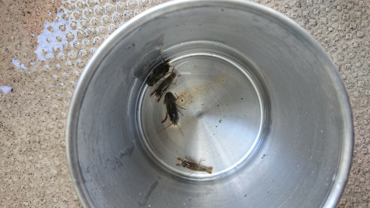 稚ザリの数を数えましょう 後編 50 ザリガニの飼育