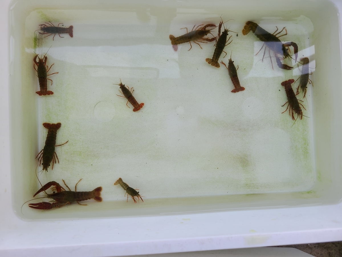 f:id:reigaku:20210813054727j:plain