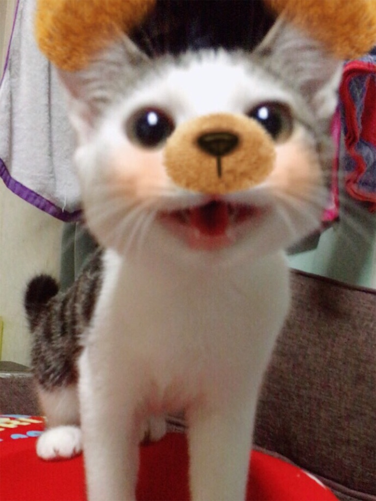 f:id:reijinekomanjyu:20161006010002j:image f:id:reijinekomanjyu:20161006010002j:image