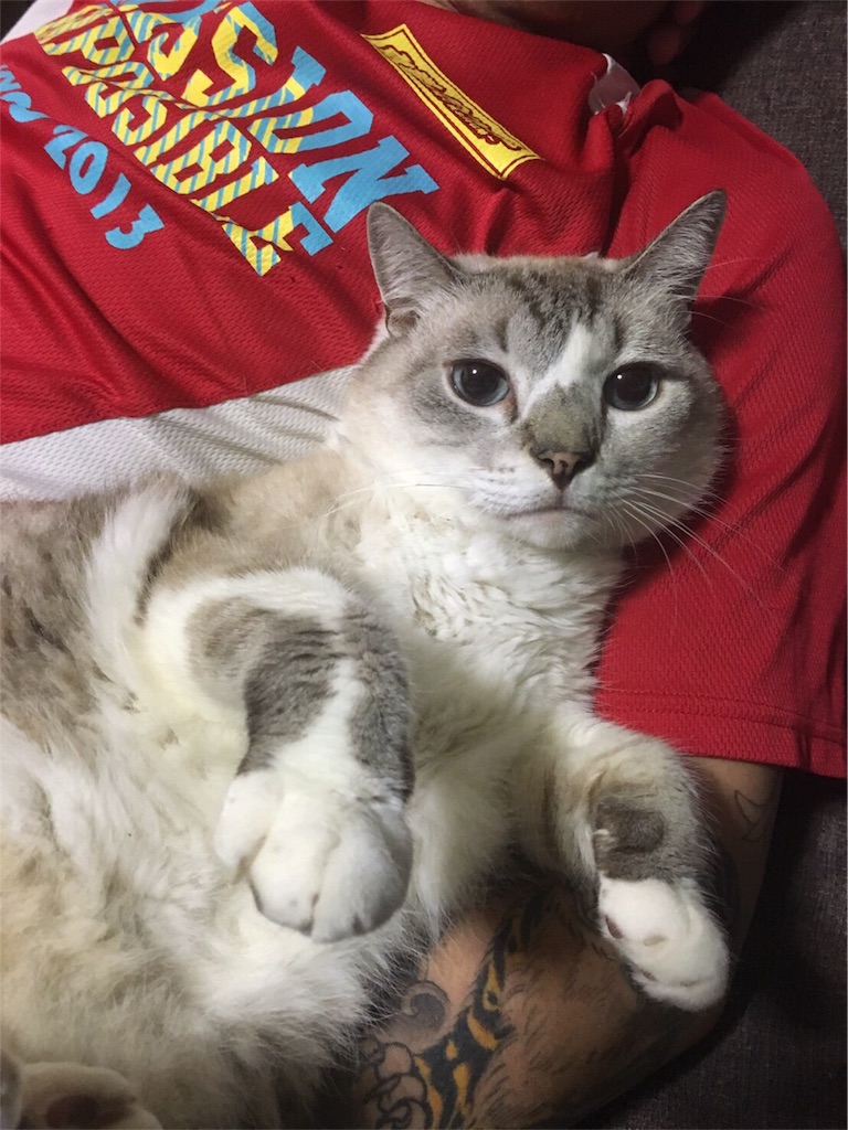f:id:reijinekomanjyu:20161006094122j:image f:id:reijinekomanjyu:20161006094122j:image