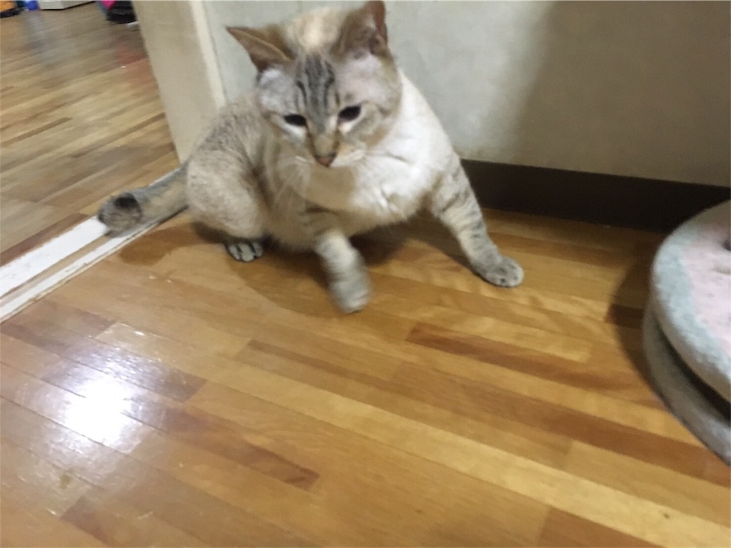 f:id:reijinekomanjyu:20161006095425j:image f:id:reijinekomanjyu:20161006095425j:image