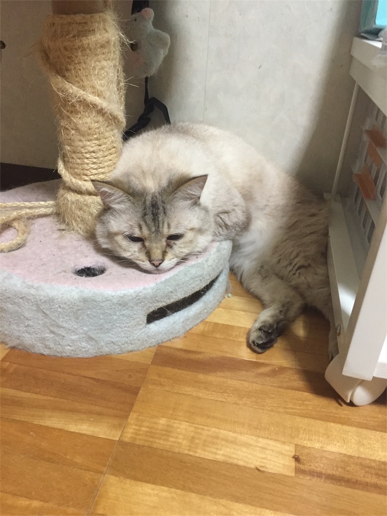 f:id:reijinekomanjyu:20161006192214j:image f:id:reijinekomanjyu:20161006192214j:image