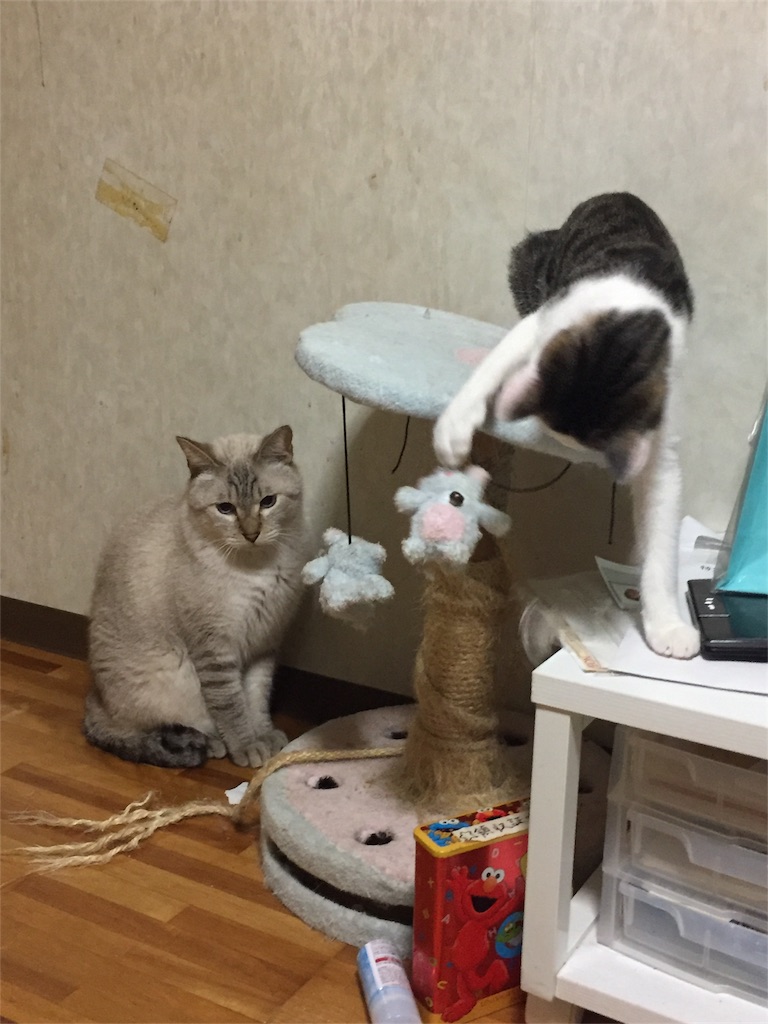 f:id:reijinekomanjyu:20161008091429j:image f:id:reijinekomanjyu:20161008091429j:image