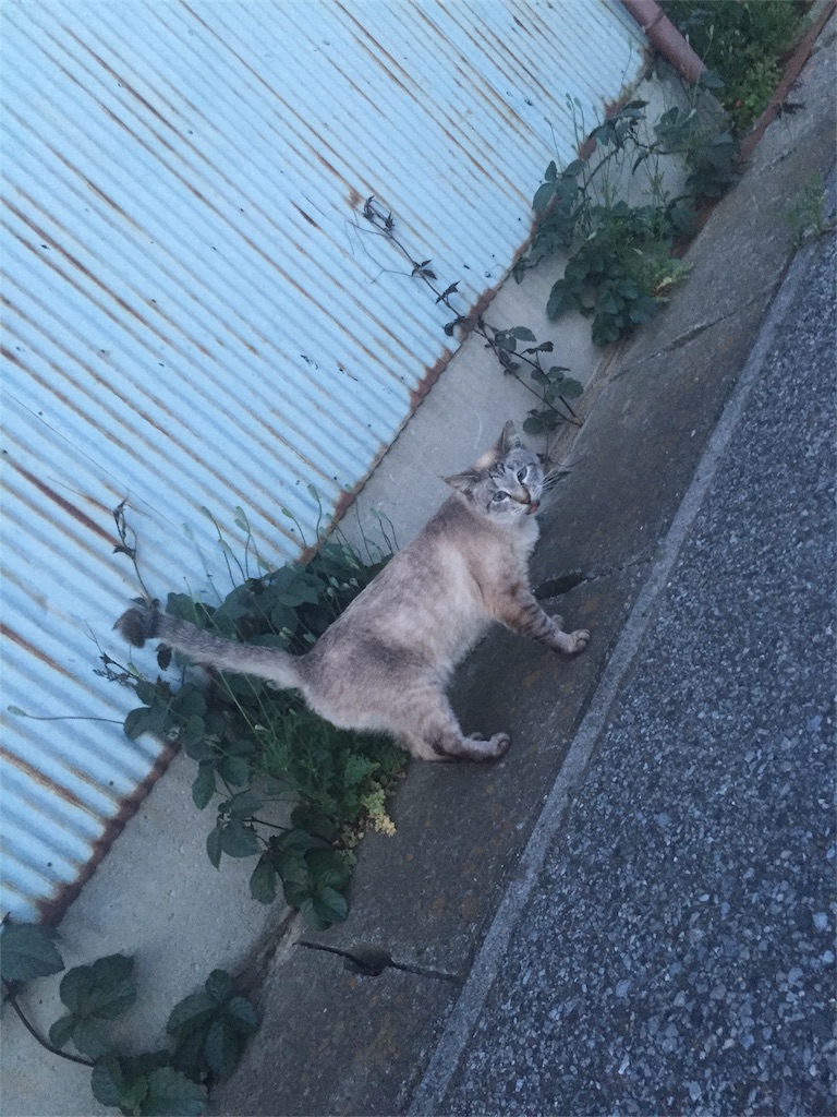f:id:reijinekomanjyu:20161008091938j:image f:id:reijinekomanjyu:20161008091938j:image