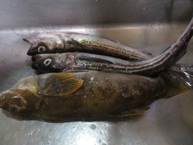 ナンプラーとmyしょう油の食べ比べ 頂いた５０ｃｍ級アブラコとスケソウダラを簡易的コブ締めにしました 虫が内臓に多かったので対策として刺身を骨切りしました 一部観覧注意 霊界大師 らすかる国王 眞魚 のブログ ｂｙ惑星ラスカルの日記 ２０１１年