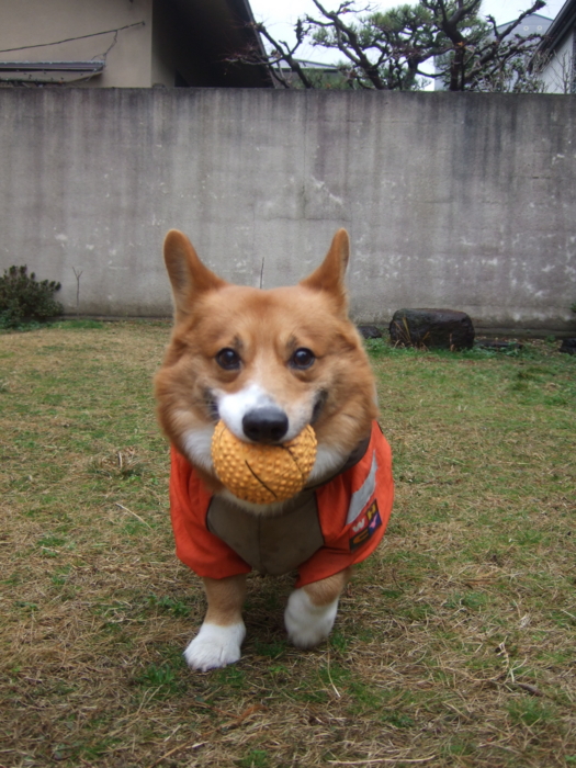 f:id:reikon:20090215043700j:image