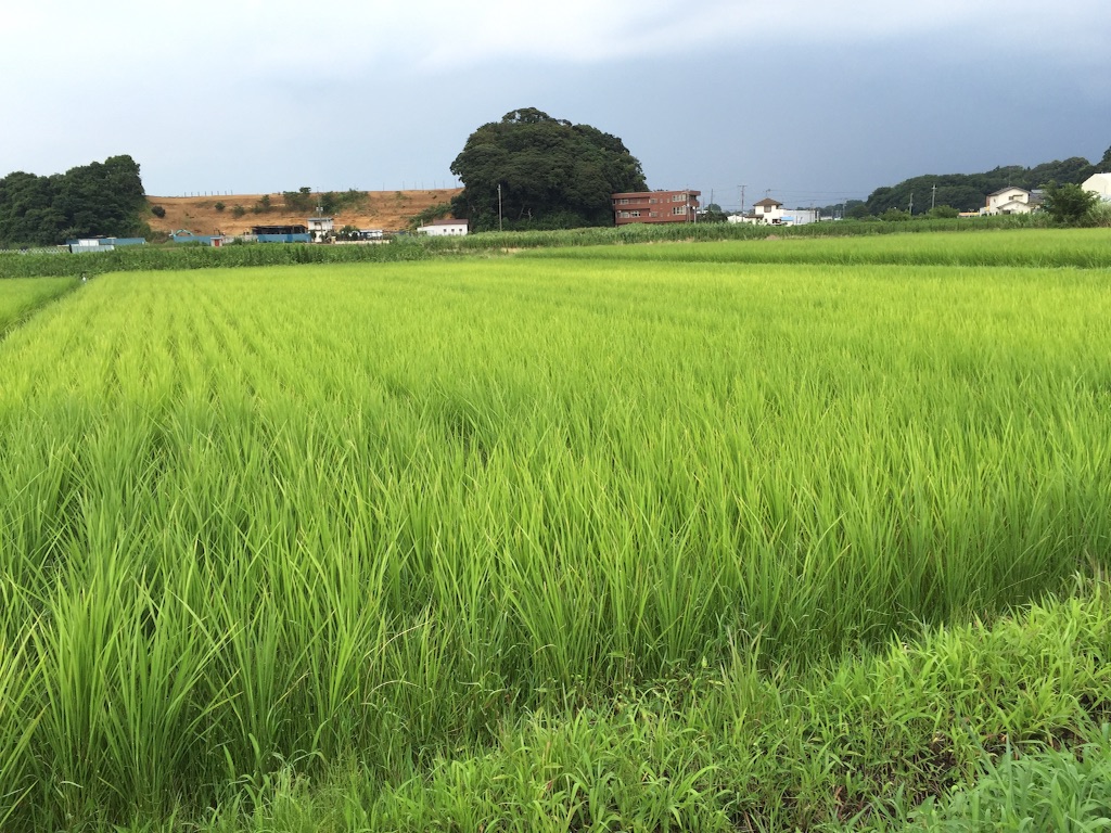 f:id:reikoro:20150808125735j:image f:id:reikoro:20150808125735j:image