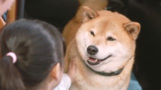 柴犬最強伝説ーーまるたろう 今世見聞録