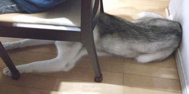 f:id:reikoshiratori:20210320160033j:plain