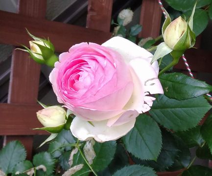 f:id:reikoshiratori:20210516100847j:plain