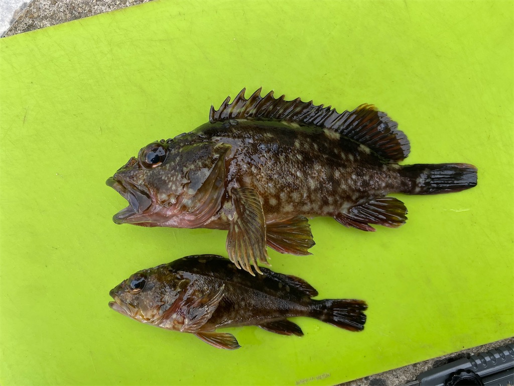 愛知県 蒲郡市 松島突堤で穴釣り 釣り場詳細や釣果 思い出を語る Sky Fishing 愛知県 蒲郡市 松島突堤で穴釣り 釣り場詳細や釣果 思い出を語る Sky Fishing