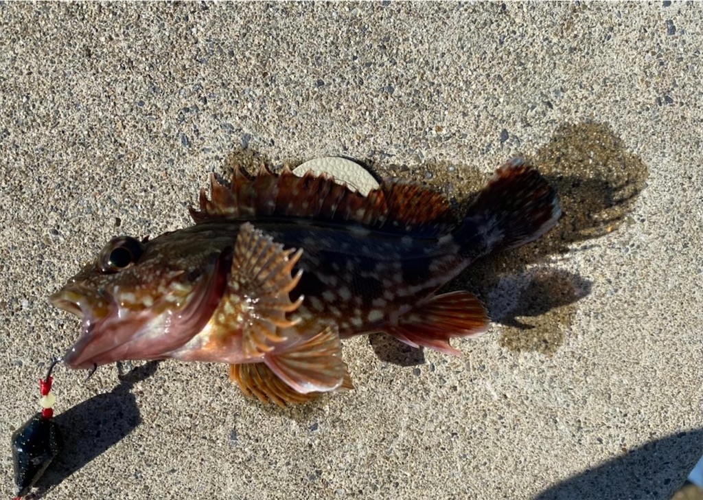 愛知県 知多市 豊浜海釣り公園でサビキ釣り釣り場詳細や釣果 思い出を語る Sky Fishing
