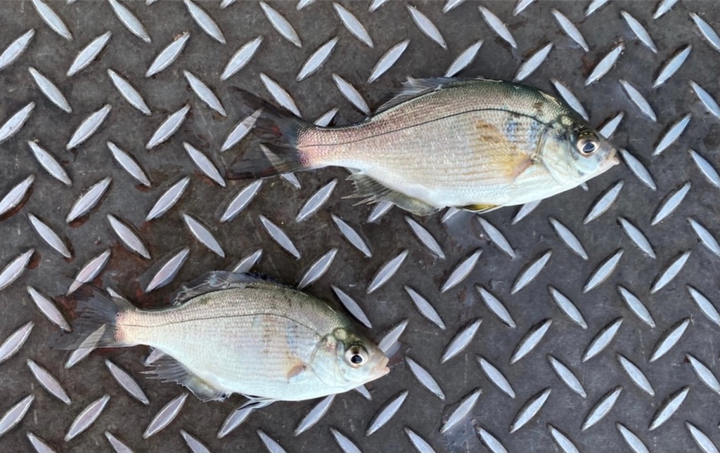 f:id:rein0420:20210318230657j:image f:id:rein0420:20210318230657j:image