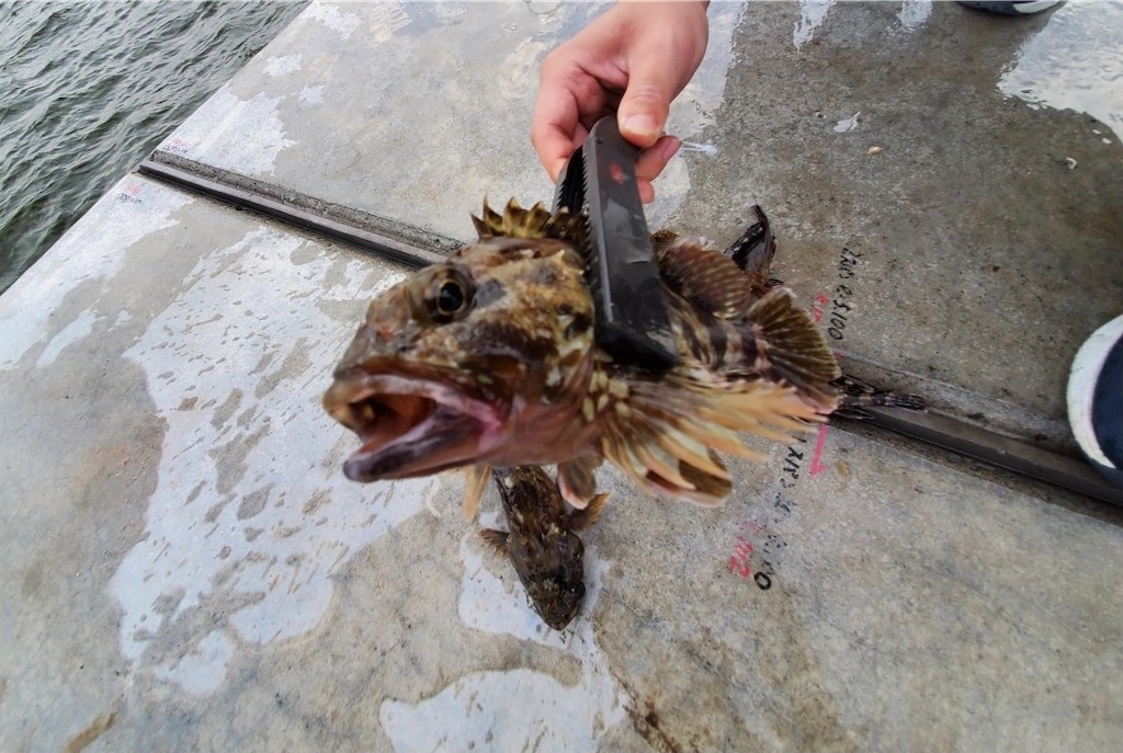 f:id:rein0420:20210318230906j:image f:id:rein0420:20210318230906j:image