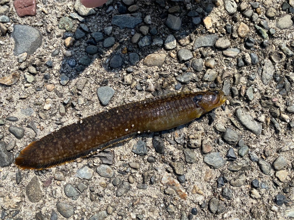 f:id:rein0420:20220326222918j:image