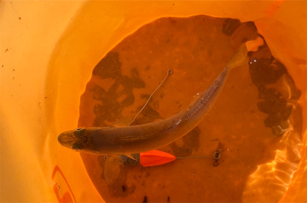 f:id:rein0420:20220521234218j:image