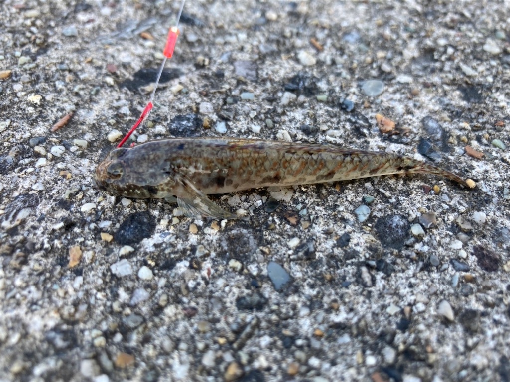 f:id:rein0420:20220521234345j:image