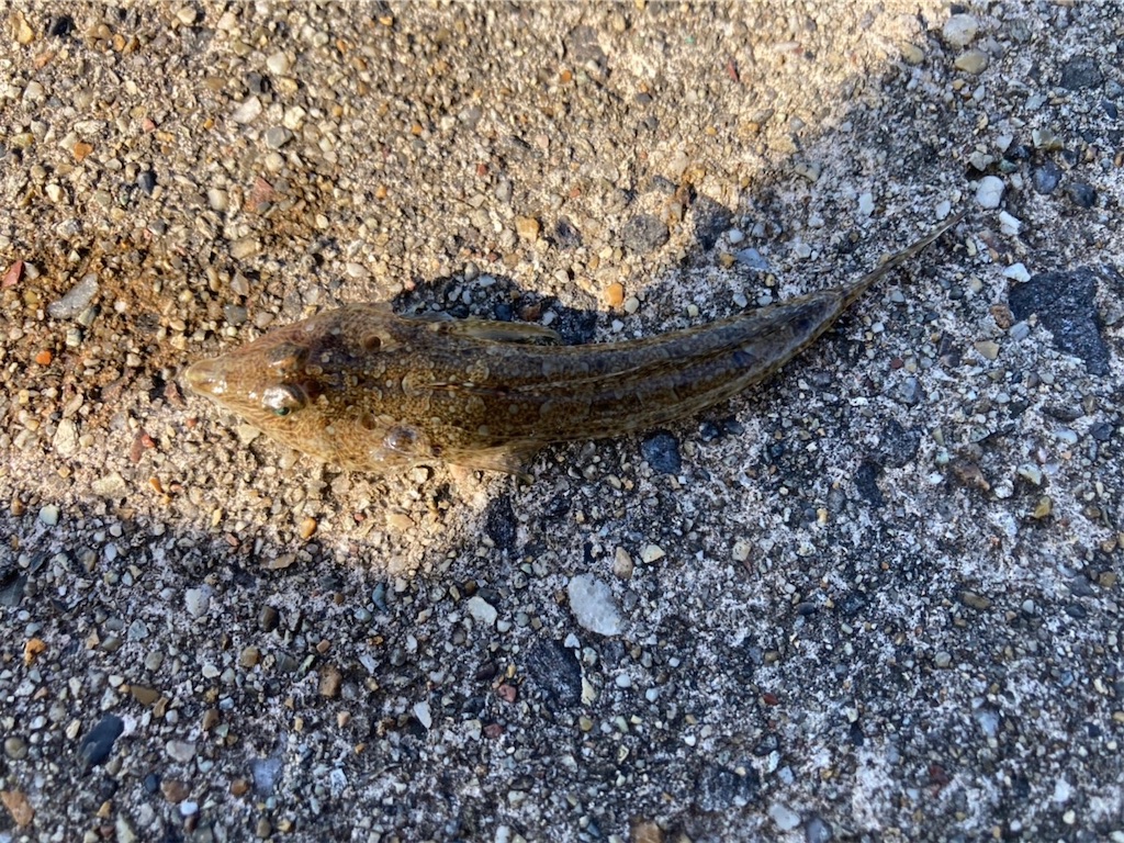 f:id:rein0420:20220521234404j:image