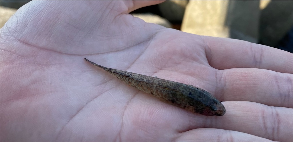 f:id:rein0420:20220521234511j:image