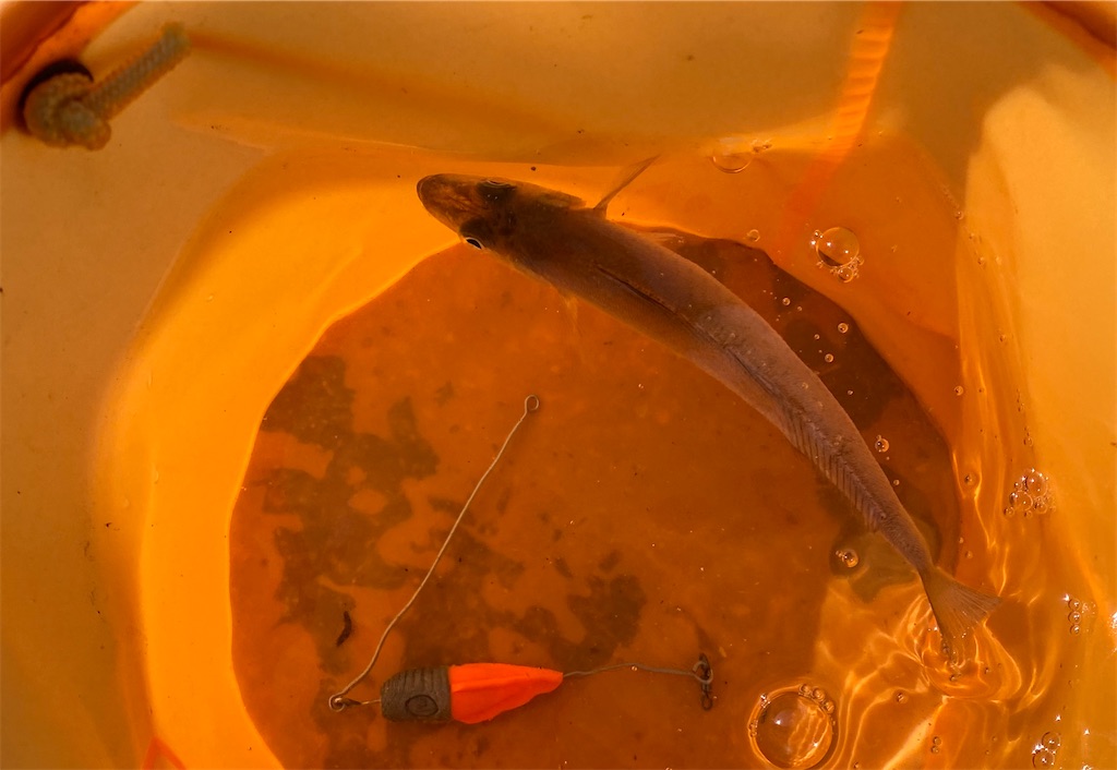 f:id:rein0420:20220521234607j:image