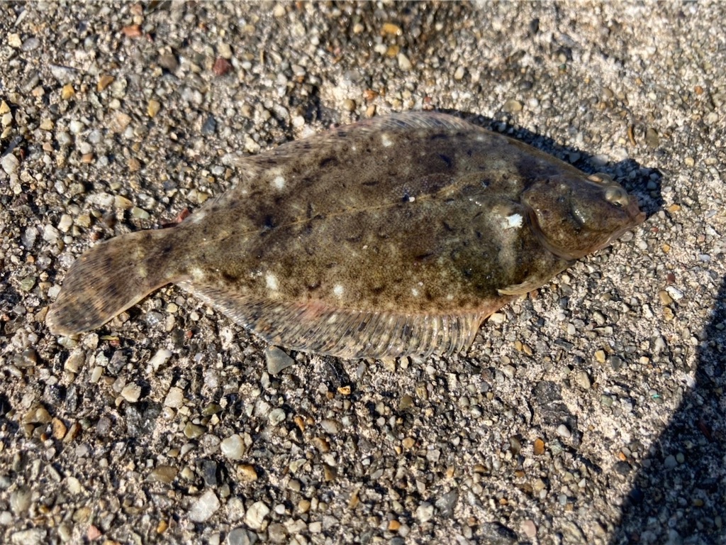 f:id:rein0420:20220521234810j:image