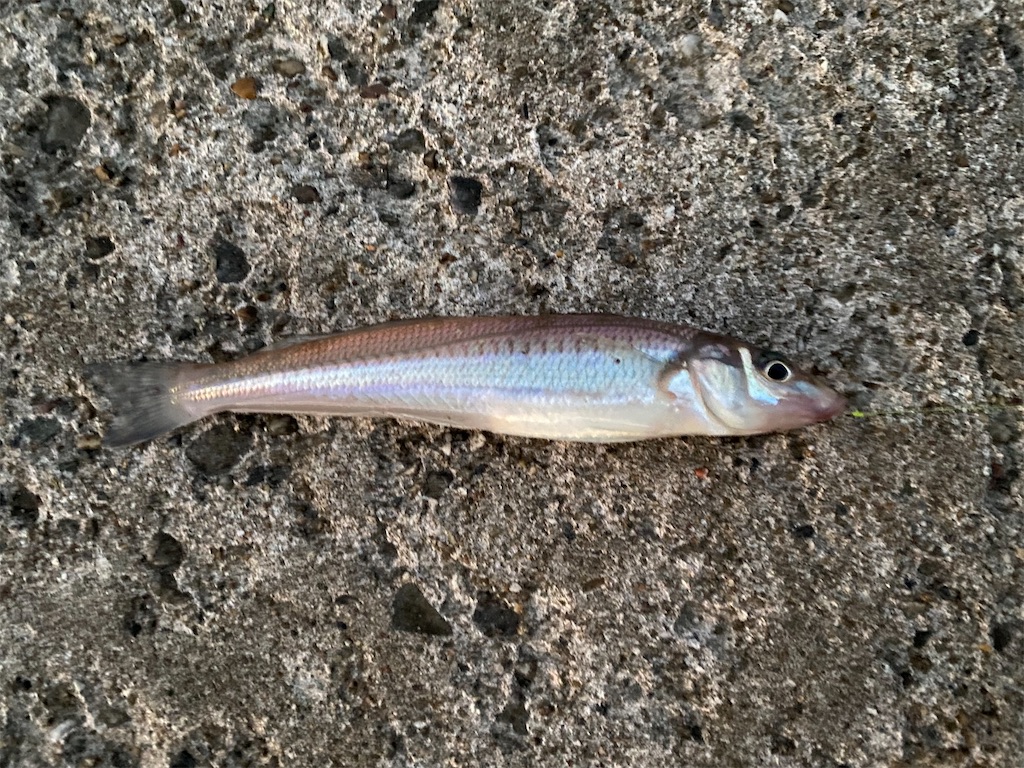 f:id:rein0420:20220815163715j:image