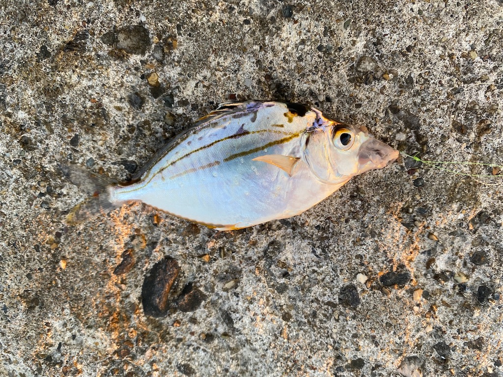 f:id:rein0420:20220815163751j:image