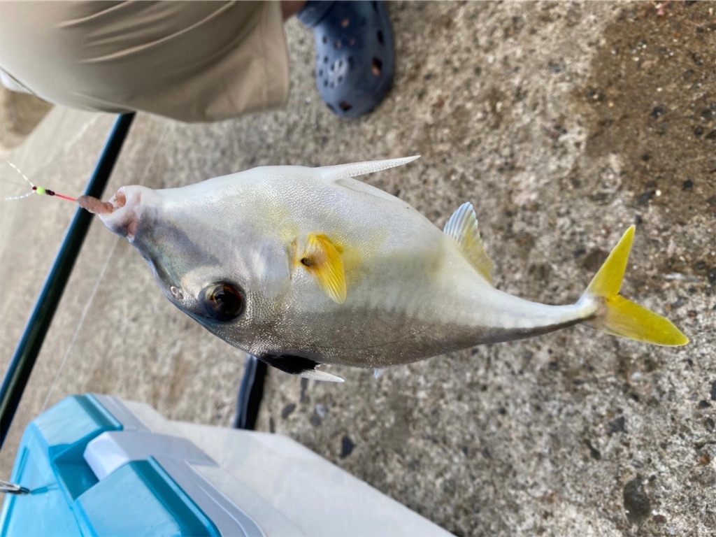 f:id:rein0420:20220815164232j:image